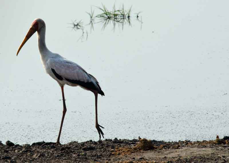 123 - Botswana - Maribou stork - parque nacional de Chobe